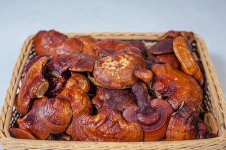 lingzhi mushroom organic farm For healthの写真素材