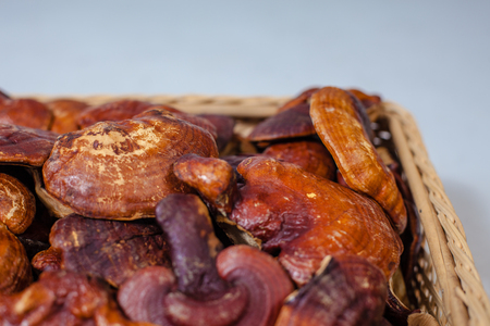 lingzhi mushroom organic farm For healthの写真素材
