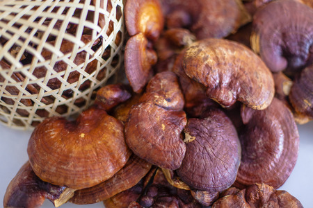 lingzhi mushroom organic farm For healthの写真素材