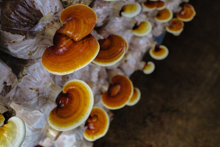 lingzhi mushroom organic farm For healthの写真素材