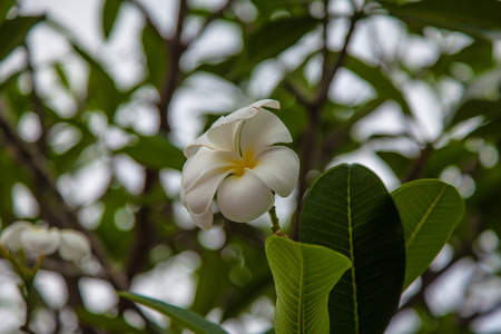 White Plumeria in the gardenの写真素材