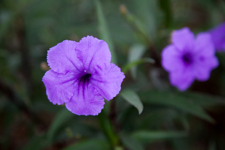 Violet flower nature pansy plant purpleの写真素材