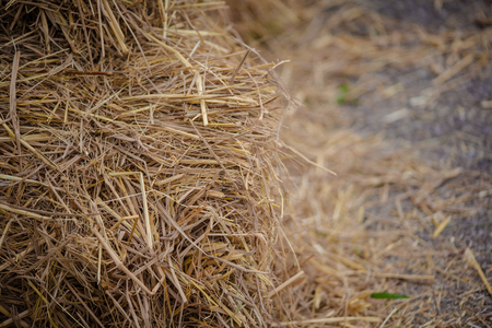 Dry rice straw in thailandの写真素材