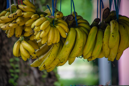 Local banana at market in thailandの写真素材