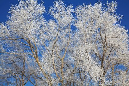 Winter frost on treesの写真素材