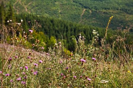Field flowers in summer in Carpathian mountainsの写真素材