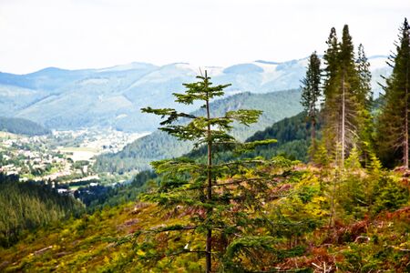 Lonely fir tree in summer Carpathian mountainsの写真素材
