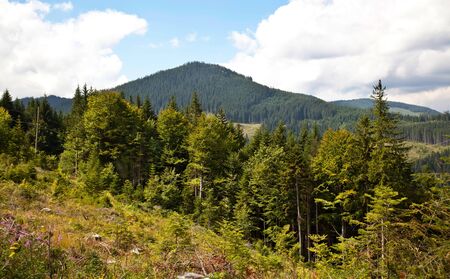 Summer mountain and forest in Carpathianの写真素材
