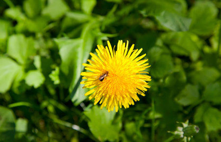 Yellow dandelion on grass with fly on itの写真素材