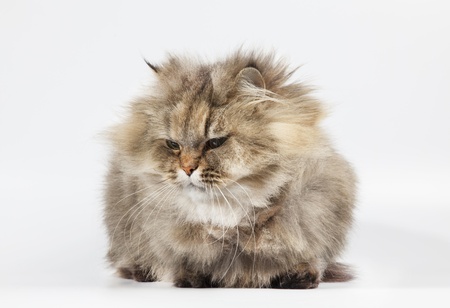 Persian cat chinchilla on white backgroundの写真素材