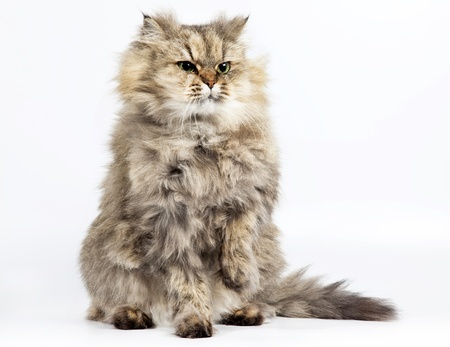 Persian cat golden chinchilla with one paw raised on white backgroundの写真素材
