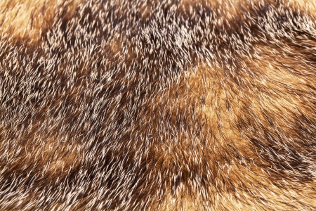 Golden and brown fur texture backgroundの写真素材