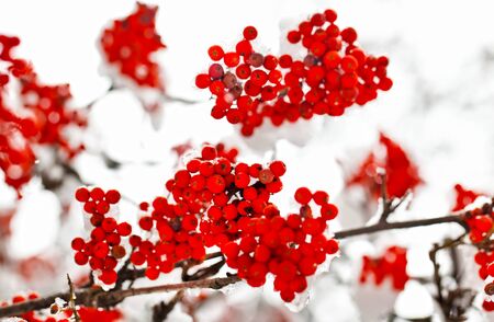 Frozen red ashberry branches under snow in winterの写真素材