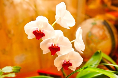 White orchid on yellow backgroundの写真素材