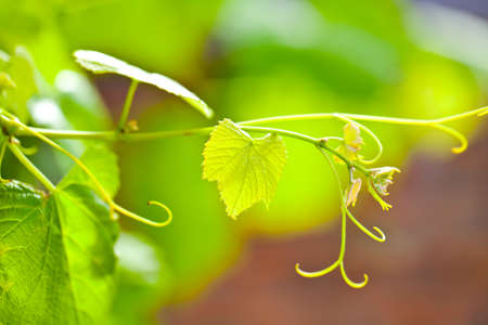 Grapevine closeup on green backgroundの写真素材
