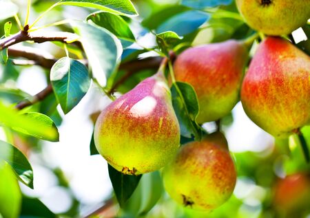 Beautiful pears on branch in summerの写真素材