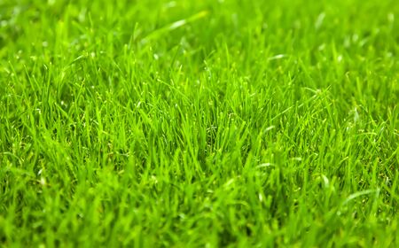 Beautiful green grass backgroundの写真素材