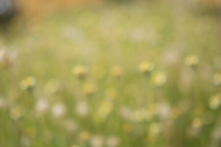 Green Bokeh in the Forest. abstract Blur Background texture.の写真素材