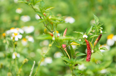 Red pepper disease viral diseases and biological pests and physiological disordersの写真素材