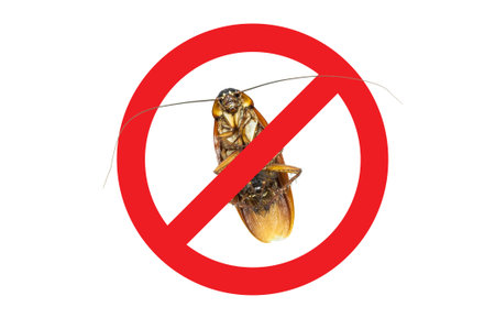 No More Cockroach icon ,Sign and dead of a cockroach,Isolated on a white background