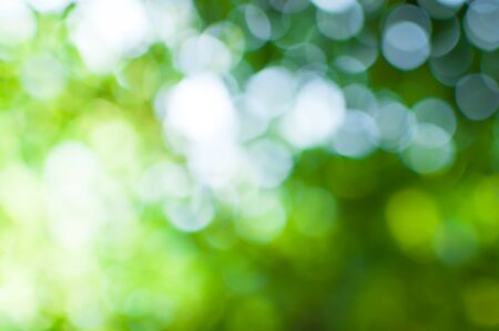 Abstract nature green bokeh from tree background,for backgroundの写真素材