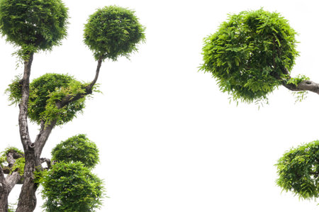 Tamarind tree on white background,green background,bonsai tree on a white backgroundの写真素材
