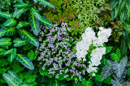 Tropical jungle as  with rich green plants as ferns and palm tree leaves for backgroundの写真素材
