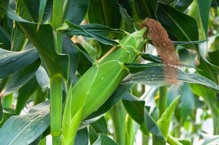 Close up of fresh corn plants with corn field,green corn in field agriculture,corn cobs on stalks in farm fieldの写真素材
