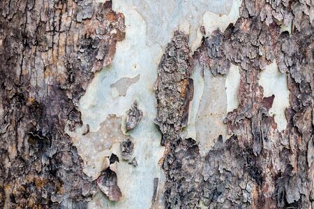 Texture of bark in the natural park,tree texture abstract for backgroundの写真素材