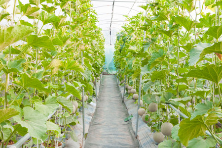 growing melons in greenhouse,Young melon in organic farmの写真素材
