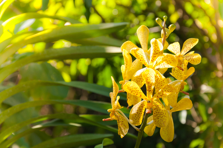 Bouquet of yellow orchids flower close up under natural lighting outdoor, are orchids blooming in the gardenの写真素材
