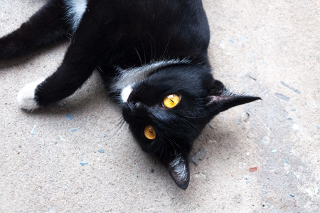 Bombay black cat yellow eye relax on floorの写真素材