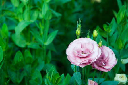 white and Pink roses in the garden,vintage color,selective focus,Thailand pink rosesの写真素材