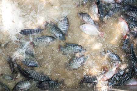 fresh Tilapia and red tilapia in water Farm,fish in the cage, fish farming in Thailandの写真素材