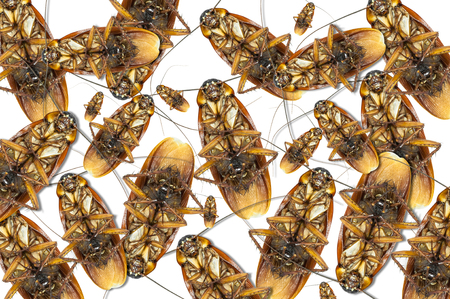 Group dead cockroach isolate on white background,Cockroaches as carriers of diseaseの写真素材
