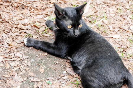 A black cat in community Black cat in autumn leaves close up photo , Animal portrait Black kittenの写真素材