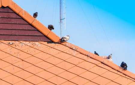 Pigeon walking on dirty roof