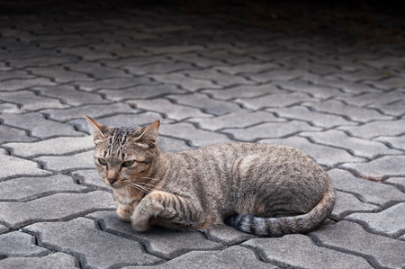 tabby Bengal cat on the floor,brown Cute cat, playful cat relaxing vacation,selective focusの写真素材