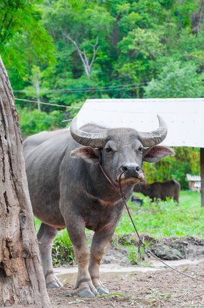 Buffalo in countryside in Northern Thailandの写真素材