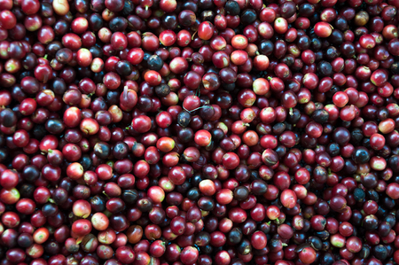 fresh coffee beans before roast,Coffee seeds beans ripeningの写真素材