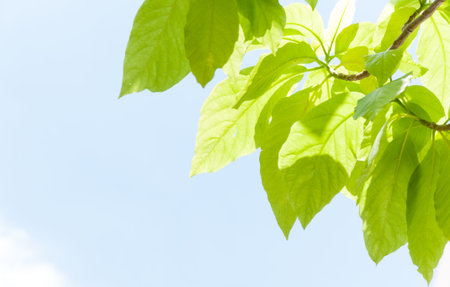 green leaf leaves budding in the spring for background,In the spring natural background with the sky...