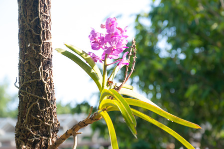 Beautiful orchid flowers Violet Hybrid Vanda are blooming in the gardenの写真素材