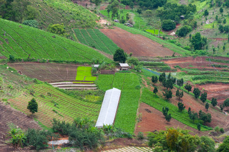 Beauty scenic agriculture landscape, agriculture countryside Northern Thailand