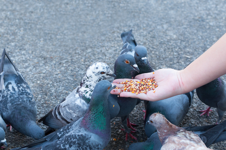 Pigeon eating from woman hand on the park,feeding pigeons in the park at the day timeの写真素材