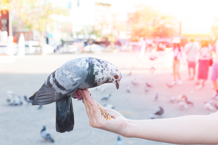 Pigeon eating from woman hand on the park,feeding pigeons in the park at the day timeの写真素材