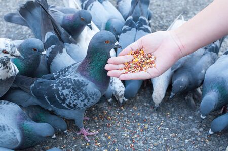Pigeon eating from woman hand on the park,feeding pigeons in the park at the day timeの写真素材