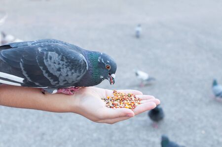 Pigeon eating from woman hand on the park,feeding pigeons in the park at the day timeの写真素材