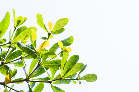 tree leaf from nature use as background, eco conceptの写真素材