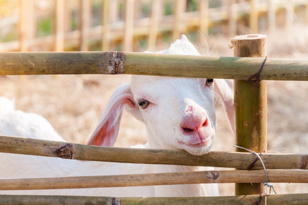 white baby goat playing with bamboo fence ,Close up of white goats in farm,Baby goat in a farmの写真素材