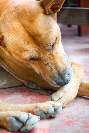 Thai dog Brown lonely lying on floorの写真素材